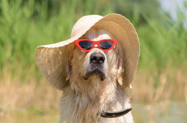 Dog in a straw sun hat and red glasses on the beach. Golden Retriever swims in the river. Local holiday concept with pets