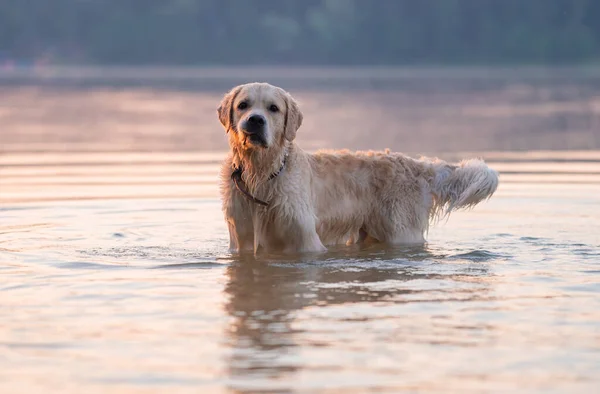 The golden retriever swims in the lake at dawn. The dog swims in the river in the summer. Travel concept with pets