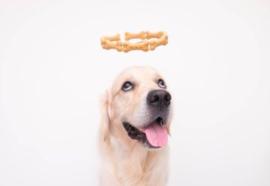 Golden Retriever beyaz bir arka planda kafasında bir haleyle kameraya bakar. Köpek Eros. Evcil hayvanların yaratıcı fotoğrafı. Köpek yemeğini yemek istiyor..