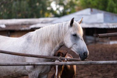 At, yaz güneşinin batışında çayırda duruyor..