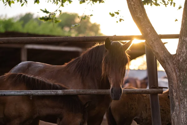 Brown Young Stallions Stable Horses Stand Paddock Sunset Summer Sun — Stock Fotó