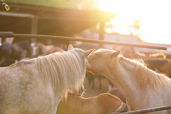 Horse Stands Paddock Sunset Summer Sun — Stock Fotó