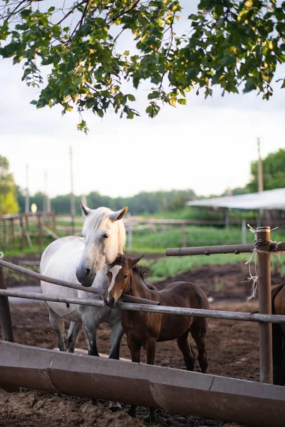 White Horse Foal Stand Paddock Sunset Summer Sun — Stock Fotó