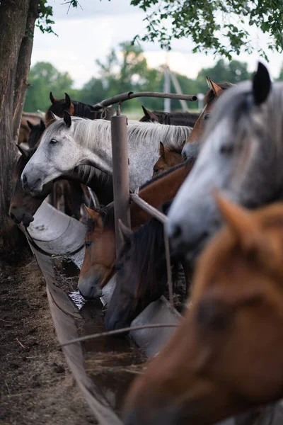 Summer Horses Paddock Sunset Brown White Horses Drink Water Nature — Stock Fotó