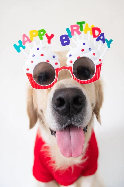 A cute dog is sitting at his birthday party wearing glasses and clothes on a white background. A holiday for pets. Birthday card. Vertical photo.