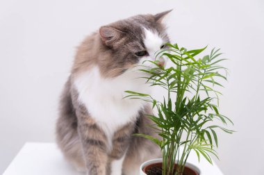 Gray cat on a white background eats a green flower in a pot. Plants and pets at home.