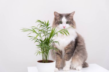 Gray cat on a white background eats a green flower in a pot. Plants and pets at home.