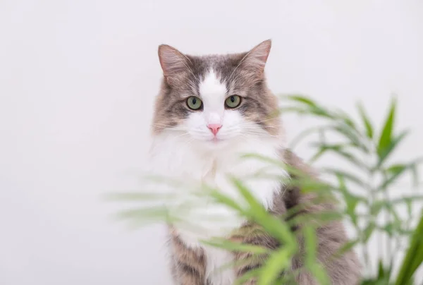 Gray Cat White Background Eats Green Flower Pot Plants Pets — Fotografia de Stock