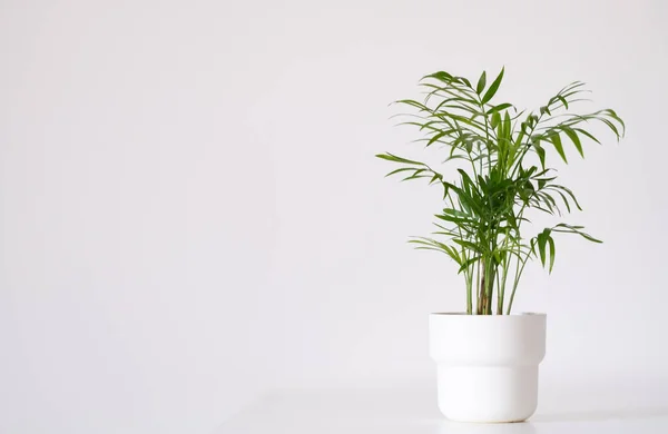 Bamboo Palm Hamedorea Pot White Background Place Text — Stok fotoğraf