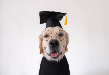 Mezuniyet kostümü giymiş bir köpek. Siyah mezuniyet şapkalı ve gözlüklü bir golden retriever beyaz bir arka planda oturuyor ve metin için bir yeri var. Üniversite ya da üniversite mezuniyeti konsepti. Komik bir hayvan..