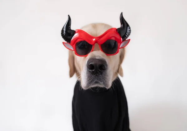 Dog Funny Halloween Costume Golden Retriever Devil Costume Holiday Sits — Zdjęcie stockowe