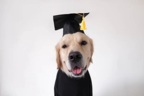 Chien Costume Fin Études Récupérateur Dans Chapeau Graduation Noir Des — Photo