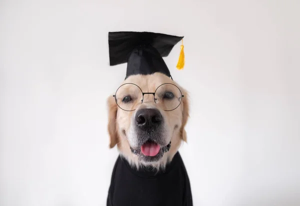 Mezuniyet kostümü giymiş bir köpek. Siyah mezuniyet şapkalı ve gözlüklü bir golden retriever beyaz bir arka planda oturuyor ve metin için bir yeri var. Üniversite ya da üniversite mezuniyeti konsepti. Komik bir hayvan..