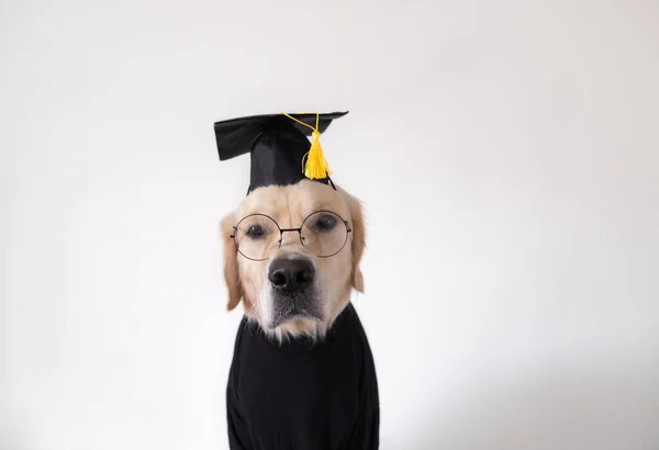 Dog Graduate Costume Golden Retriever Black Graduation Hat Glasses Sits — Stock Photo, Image