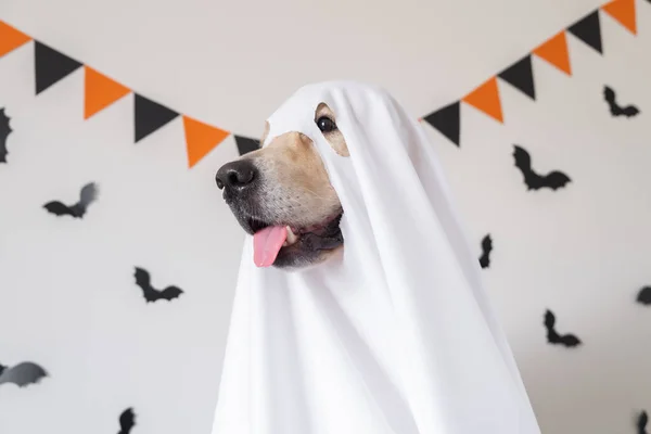 Hayalet kostümü giymiş mutlu bir köpek beyaz arka planda yarasalarla oturuyor. Cadılar Bayramı Golden Retriever. Korkunç ve neşeli tatil kavramı..