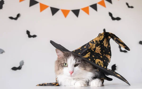 Очаровательная Серая Кошка Сидит Костюме Ведьмы Фоне Летучих Мышей Хэллоуин — стоковое фото