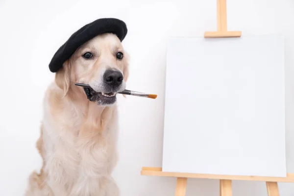 Köpek sanatçısı. Golden retriever beyaz bir boşluk ile sehpanın yanındaki bir berede oturur ve dişlerinde bir fırça tutar. Metin veya resim için yer