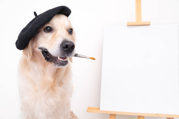 Dog artist. A golden retriever sits in a beret near an easel with a white blank and holds a brush in its teeth. Place for text or picture