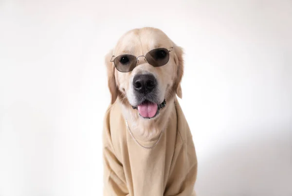 Een Grote Hond Een Beige Sweater Zonnebril Zit Een Witte — Stockfoto