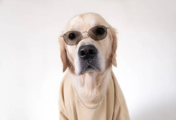 Large Dog Beige Sweatshirt Sunglasses Sits White Background Golden Retriever — Stock Photo, Image