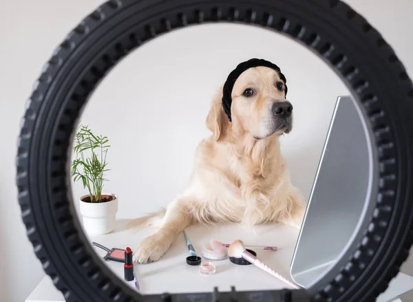 Cão Bonito Senta Uma Mesa Com Cosméticos Uma Lâmpada Anel — Fotografia de Stock