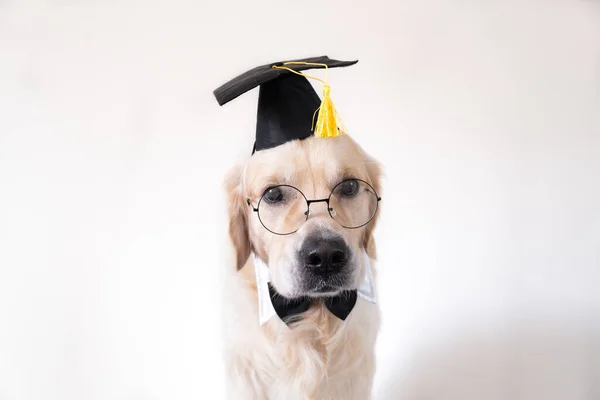 Hund Examensdräkt Golden Retriever Svart Examenshatt Och Glasögon Sitter Vit — Stockfoto