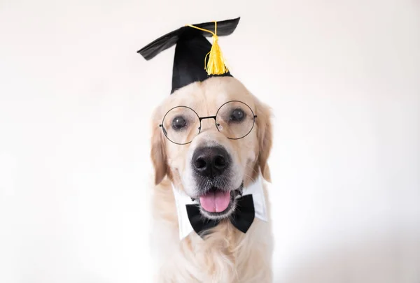 Ein Hund Diplom Kostüm Ein Golden Retriever Mit Schwarzem Hut — Stockfoto