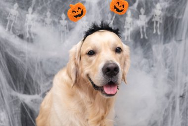 Cadılar Bayramı köpeği. Balkabağı çemberli Golden retriever örümcek ağlarıyla siyah bir zemin üzerinde oturuyor.