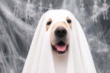 Tatlı Cadılar Bayramı hayalet köpeği. Hayalet kostümlü Golden Retriever örümcek ağlı siyah bir arka planda oturuyor.