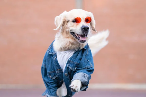 Egy Cuki Kutya Farmerdzsekiben Napszemüvegben Vidáman Szaladgál Utcán Golden Retriever — Stock Fotó