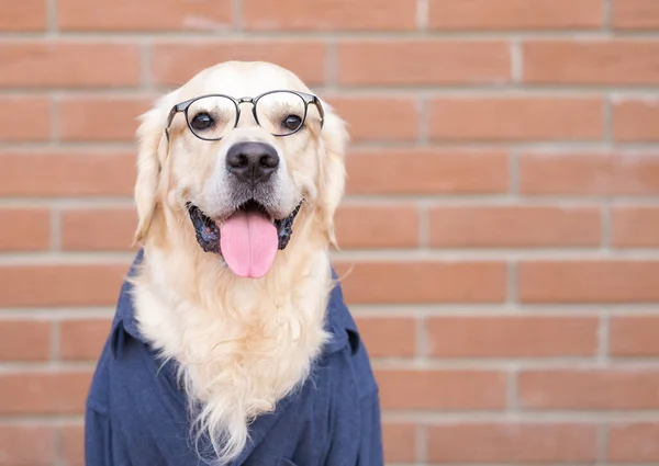 Pies Okularach Niebieskiej Koszuli Siedzi Czerwonym Ceglanym Tle Golden Retriever — Zdjęcie stockowe