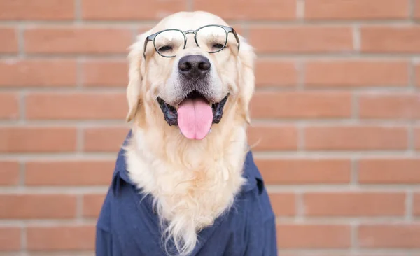 Gözlüklü Mavi Gömlekli Köpek Kırmızı Tuğlalı Arka Planda Oturuyor Programcı — Stok fotoğraf