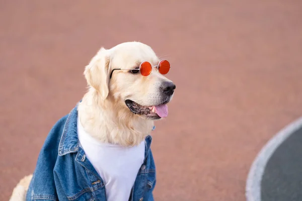 Cute Dog Denim Jacket Sunglasses Runs Merrily Street Golden Retriever — Stock Photo, Image