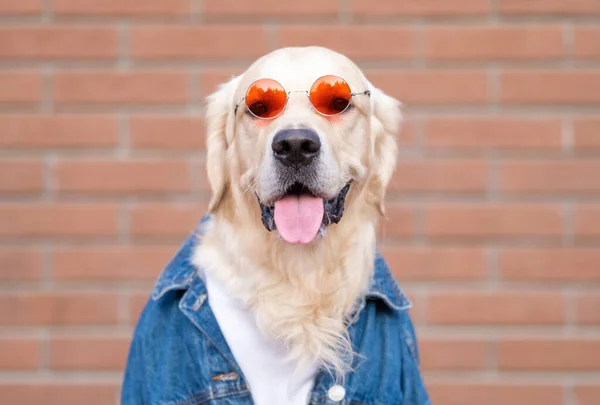 Симпатичная Собака Джинсовой Куртке Солнцезащитных Очках Весело Бежит Улице Золотистый — стоковое фото