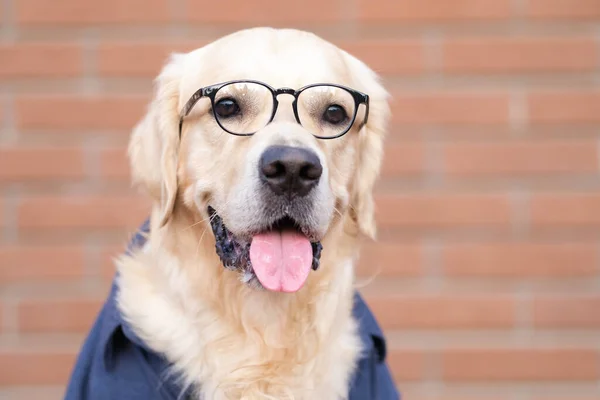 Pies Okularach Niebieskiej Koszuli Siedzi Czerwonym Ceglanym Tle Golden Retriever — Zdjęcie stockowe