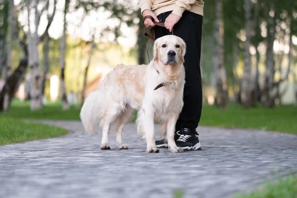 Jovem Caminha Parque Com Seu Cão Dia Ensolarado Golden Retriever — Fotografia de Stock