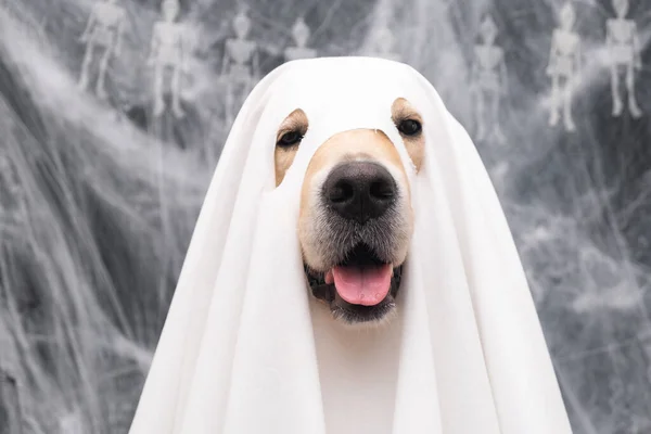 Tatlı Cadılar Bayramı hayalet köpeği. Hayalet kostümlü Golden Retriever örümcek ağlı siyah bir arka planda oturuyor.