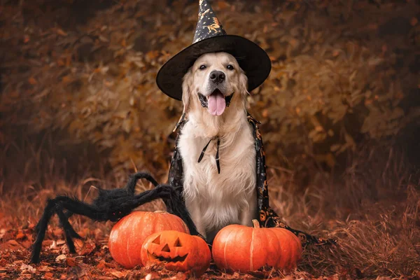 Cadılar Bayramı için cadı gibi giyinmiş bir köpek. Golden Retriever, sonbaharda parkta turuncu balkabağı ve tatil için büyük bir örümcekle oturur..