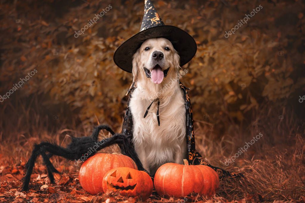 Vestiti Halloween Cani Costume Zucca Cane Speciale HALLOWEEN