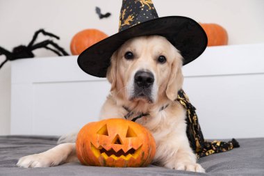 Cadılar Bayramı için cadı gibi giyinmiş bir köpek. Cadılar Bayramı odasında balkabakları, yarasalar ve örümceklerle Golden retriever.