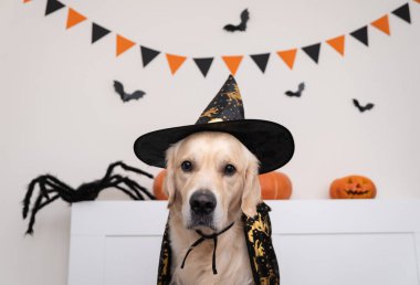 Cadılar Bayramı için cadı gibi giyinmiş bir köpek. Cadılar Bayramı odasında balkabakları, yarasalar ve örümceklerle Golden retriever.