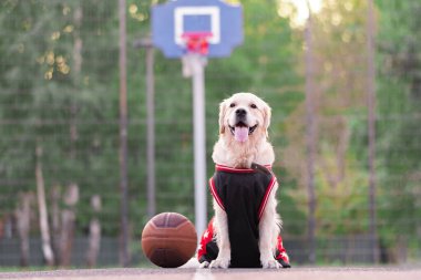 Basketbol formalı bir köpek basketbol potasında oturur. Golden Retriever takım sporlarıyla ilgileniyor. Etkin evcil hayvanlar konsepti.