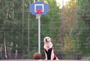 Basketbol formalı bir köpek basketbol potasında oturur. Golden Retriever takım sporlarıyla ilgileniyor. Etkin evcil hayvanlar konsepti.