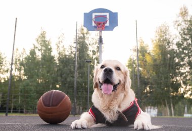 Basketbol formalı bir köpek basketbol potasında oturur. Golden Retriever takım sporlarıyla ilgileniyor. Etkin evcil hayvanlar konsepti.