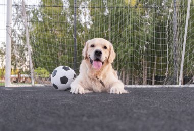 Köpek futbolcusu. Golden Retriever kaleci olarak açık havada bir futbol topunun yanında oturuyor.