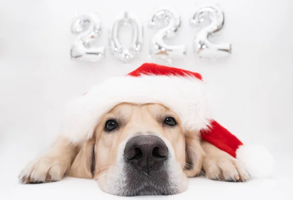 Cão Natal Balões 2022 Fundo Branco Golden Retriever Traje Papai — Fotografia de Stock