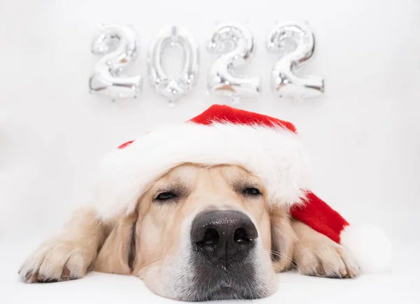 Cão Natal Balões 2022 Fundo Branco Golden Retriever Traje Papai — Fotografia de Stock