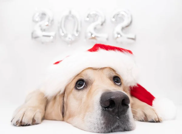 Різдвяний Собака Повітряні Кулі 2022 Року Білому Тлі Золотий Ретривер — стокове фото