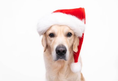 Noel Baba şapkalı Golden Retriever beyaz arka planda oturuyor. Yazmak için yeri olan köpekli Noel kartı