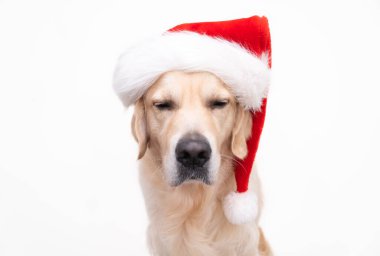 Noel Baba şapkalı Golden Retriever beyaz arka planda oturuyor. Yazmak için yeri olan köpekli Noel kartı